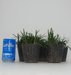 풍성한 애란 포트 10 개  - 관상용 / 조경용 / 정원식수용 / 반려식물 - 꽃보러가자 : 꽃보러가자