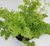 풍성한 아디안텀 (농장에서 바로직송) -  공기정화식물/ 실내관상용/ 반려식물 - 꽃보러가자 : 꽃보러가자