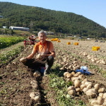 경남 남해 히카마 얌빈 5kg, 7kg : 남해마실농장