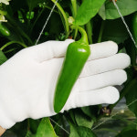 은성농장 충남서천 과일고추 2kg : 은성농장