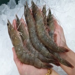 25년 출하 당일조업 활새우 1kg 국내산 흰다리 생새우 대하 쓰리고수산 : 쓰리고수산