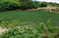 2023 햇고구마 꿀밤고구마 10kg : 힐링 손재주 농장