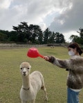 그릭 배색 물나염 알파카니트 : 하이원스