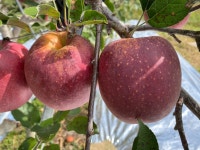 문경사과 보배농원 꿀사과 감홍 5kg 특대과 명품 어린이 맛있는 꿀 농장 아침 : 문경사과 보배농원