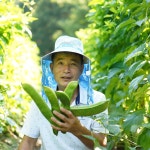 구수하고마 국산  무농약 작두콩차 30티백 : 공주고마농부