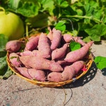 2025년 맛있는 의성 꿀 고구마 10kg : 의성형제농원