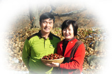 생산자 직판 2025년 유기농 무훈증 햇밤 충주밤 알밤 생밤 2kg : 보늬숲밤농장