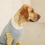 퍼피갤러리 라떼 니트 3-1XL 3-2XL : boldog