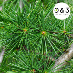 [GO5109천연화장품원료/재료] 시더우드 (CEDARWOOD ATLAS)-O&3 : GO5109