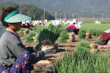 해풍 맞은 여수 깐쪽파 4.5kg 노지재배 : 돌산농부
