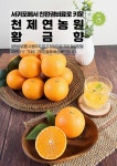 제주 노지 감귤 황금향 선물용 가정용3kg 5kg 천제연농원 : 천제연농원
