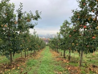 충주사과 부사 고랭지사과 5kg : 섭이네 사과농장