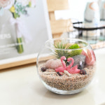 키우기 쉬운 반려식물 이오난사 테라리움 만들기 DIY 키트 : 비오스샵