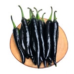 알짜농원 가지고추 500g (실중량) : 성주알짜농원