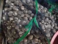 벌교수진수산 명품 참꼬막 1kg : 벌교수진수산