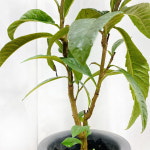 열매 열리는 비파나무 기본포트 묘묙 집 그늘에서 잘자라는 집에서키우는 나무 반음지 식물 : 꿈을심는정원