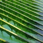 정남진 장흥 동결건조 매생이2.5g 20/30/10블럭(선물세트) : 능주맘심 쇼핑