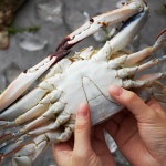 연평도 서해5도 선주 직판 가을 제철 급냉 급랭 햇숫꽃게 5kg/10kg : 청년꽃게