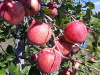[영주 맛있는 맑은 싱싱 생사과즙] 햇살 가득한 순수 사과즙(120ml, 50포) : 천수농원