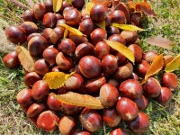 23년 햇밤 공주 알밤 생율밤 생률 에어프라이어 대보 8Kg : 차령농원