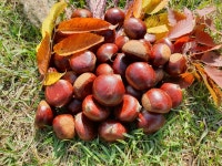 23년 햇밤 공주 알밤 생율밤 생률 에어프라이어 대보 8Kg : 차령농원