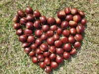 23년 햇밤 공주 알밤 생율밤 생률 에어프라이어 대보 8Kg : 차령농원