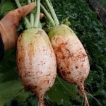 김장용 큰 천수무 16kg내외 한박스가득 김장김치 무김치 깍두기 석박지 고창 황토밭 지호네농장 : 지호네농장