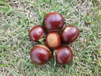 23년 햇밤 공주 알밤 생율밤 생률 에어프라이어 대보 8Kg : 차령농원