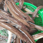 통영 자연산 바다장어 손질장어 1kg 대(2~4미) 붕장어 양념장세트 : 아리한유통