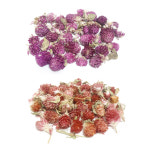 천일홍 드라이플라워 (18-20송이) 보라,연주황 : 별님캔들