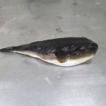 동해안 밀복(검복) 복지리 2인분 : 바른복어 정복어