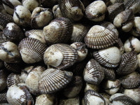 벌교수진수산 새꼬막 1kg : 벌교수진수산