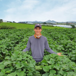 산지직송 햇 꿀고구마 한입사이즈 3kg 베니하루카(아어가지농장) : 아어가지Farm