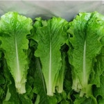 로메인 로메인상추 500g, 1kg 이상 : 양평희망농장