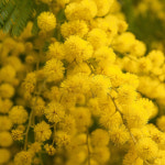 [GO5109천연화장품원료/재료] 미모사 물비누향 : GO5109