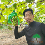 포도나무 샤인머스켓 묘목 4년생 나무 결실주 : 에버그린농원