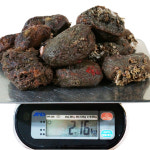 [산지직송] 해녀가 채취한 돌멍게 2kg : 탐라수산