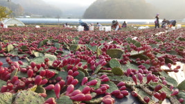 귀농아가씨 천년초열매16년생줄기수확 선화농장 천년초생과 5kg : 귀농아가씨