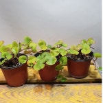 돌아이비( 새로입고)추위에 강해요 : 범수농장