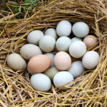 수제 달걀 천연비누 100g : 되살림 생태 체험 농장