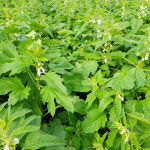 늘향기름집 국산 방앗간 고소한 참기름 답례품 선물세트 300ml : 늘향기름집