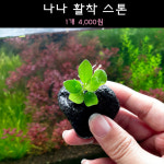 [수초아쿠아] 나나 활착 스톤 /초보수초 인기수초 구피 새우 은신처 어항수초 수초맛집 득템수초 모스활착 나나활착 수초농장 구피키우기... 