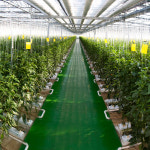 파프리카 트리벨리 : 다온프레시