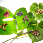 국산 수제 꽃차선물세트 전통차 꽃차소믈리에 : 꽃차하늘바라기