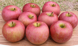 청송 울아버지 꿀부사 10KG 햇사과 : 한입두잇