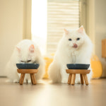 위로켓 고양이 식기 강아지 식탁 받침대 원목 펫테이블 원목S : 위로켓