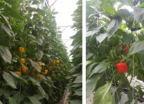 싱싱농원 수출용 파프리카 특품 2.5kg 5kg : 식탐정