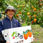 전남 구례 GAP 대봉감 홍시용 10kg : 지리산자연밥상