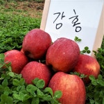 흑진주 감홍 5Kg : 산골과수원