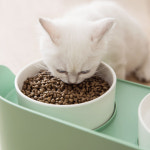 강아지 라운드 키높이 식탁 식기 2구 고양이 애견 밥그릇 (그린/아이보리) : 아멜리아펫